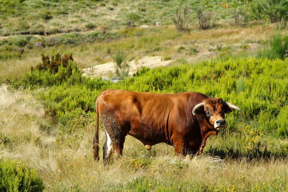 North cattle portugal