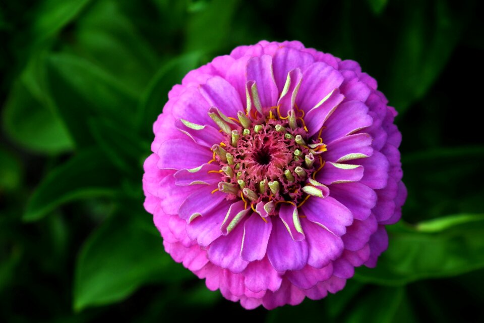 Nature garden macro