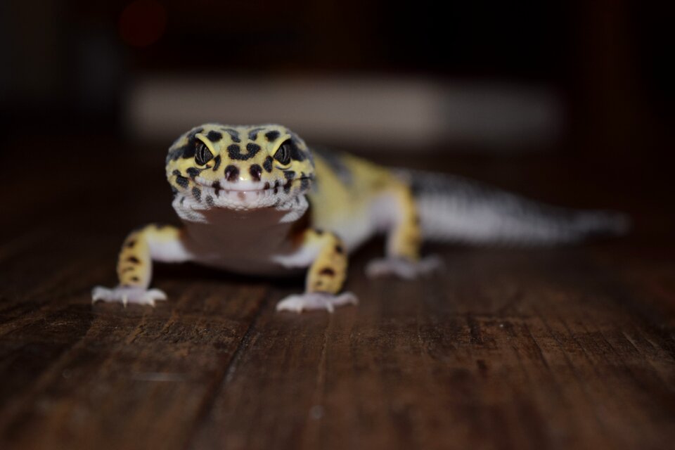Animal reptile gecko