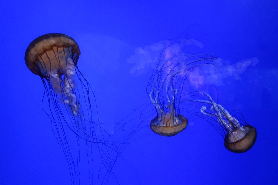 Aquarium sea underwater