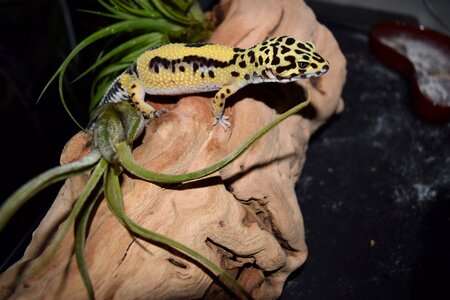 Animal reptile gecko