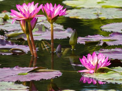 Garden pond pond flower plant