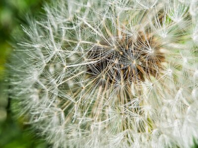 Common dandelion macro nature photo