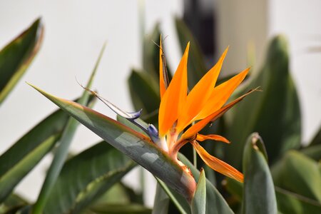 Floral tropical colorful