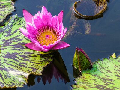 Garden pond blossom bloom