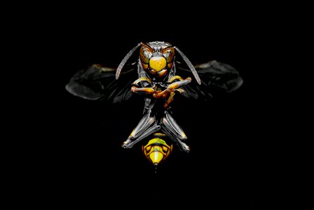 Animal fly bee photo