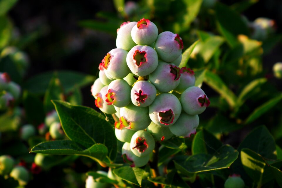Closeup nature food