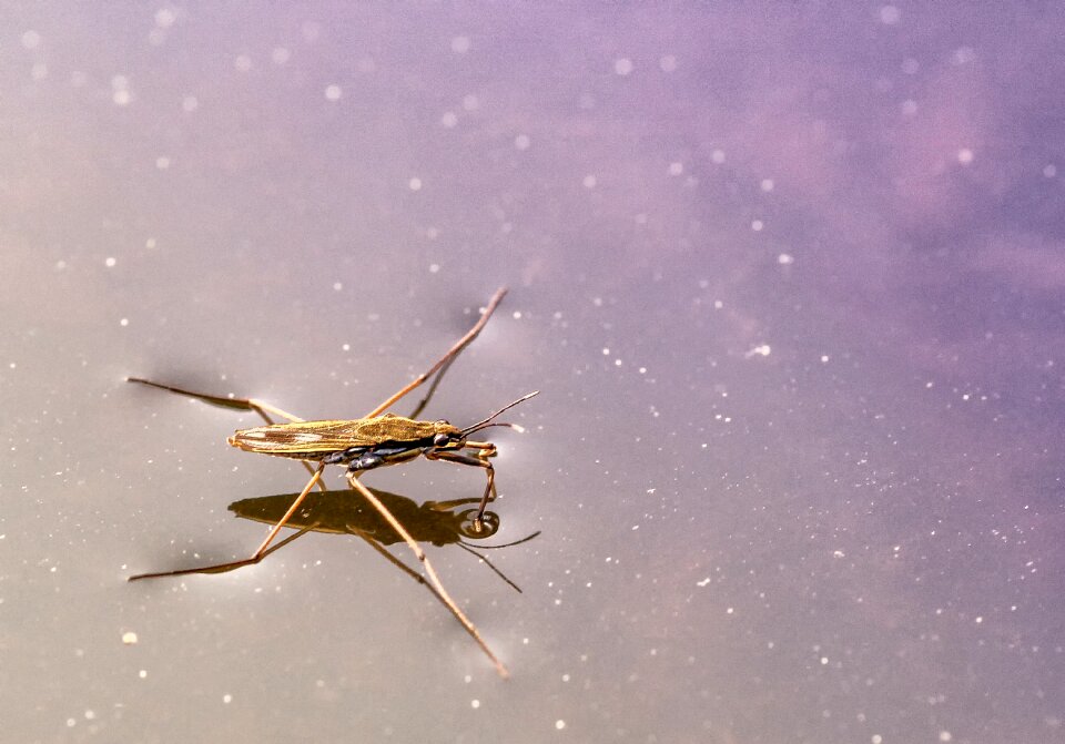 Insect waters pond