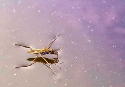 Insect waters pond