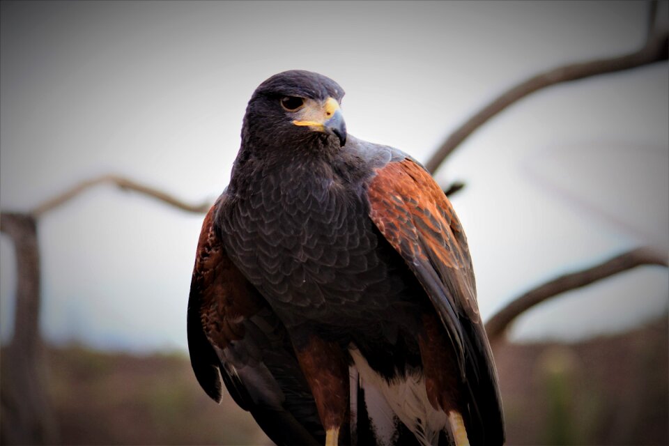 Bird raptor carnivore