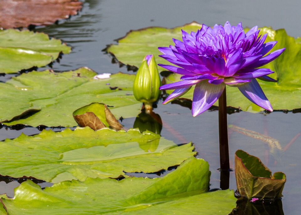 Lily pond purple plant