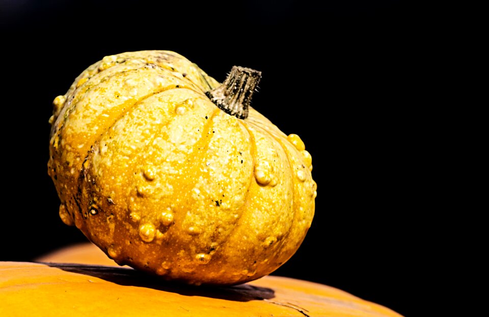 Decoration decorative squashes harvest