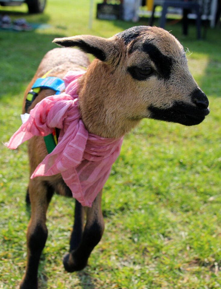 Mammal nature ruminant