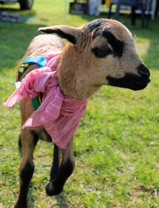Mammal nature ruminant