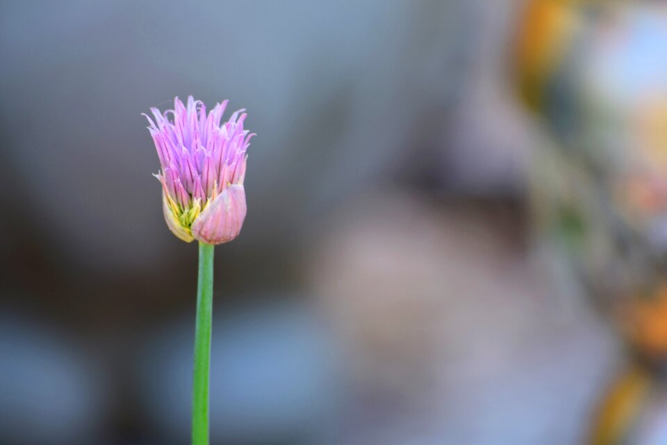 Flowers flowering plant pink