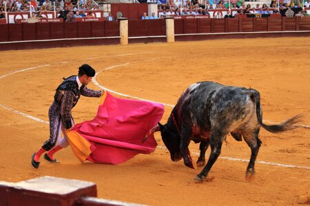 Andalusia arena animal welfare