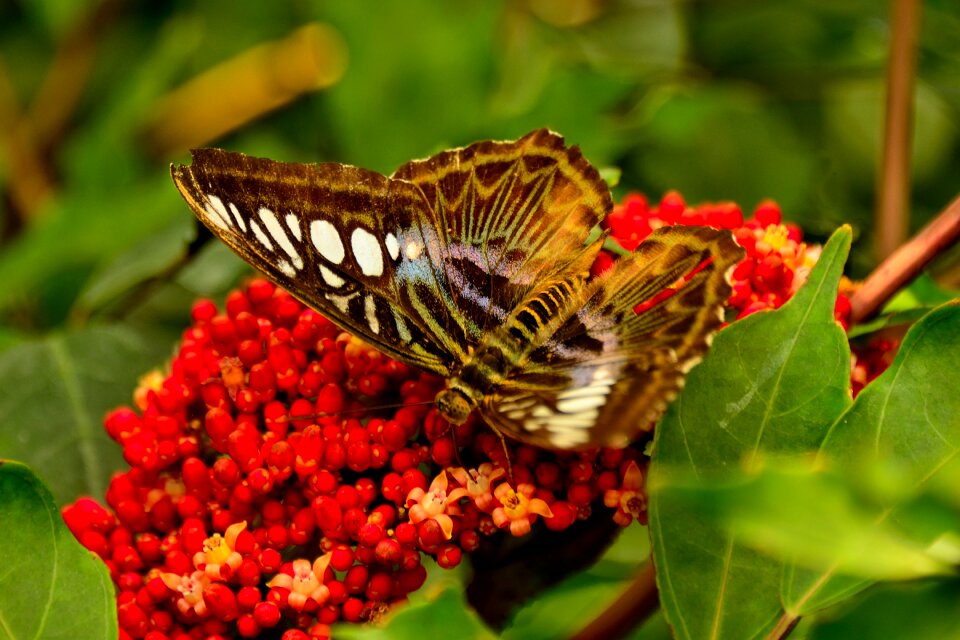 Butterfly mainau lake constance