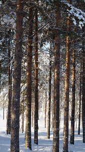 Snow wood tree photo