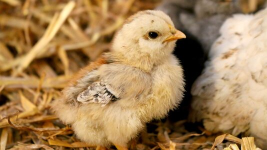 Small feather chicks photo