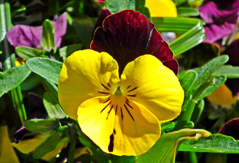 Garden spring nature