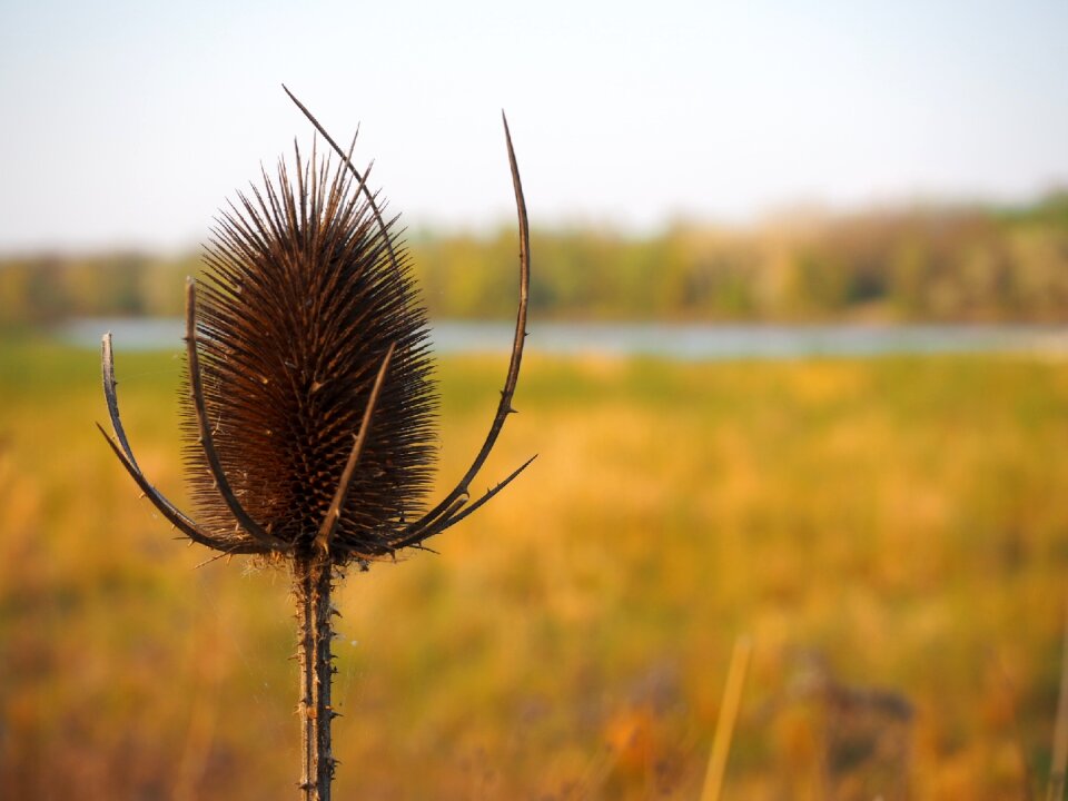 Landscape thistle steppe