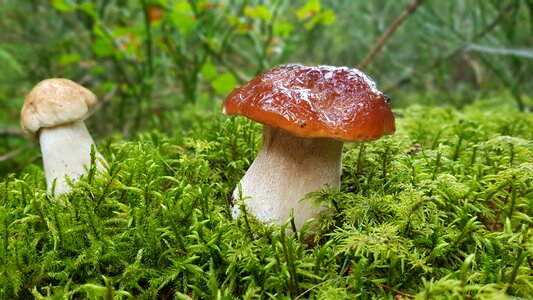 Mushrooms cep forest mushroom