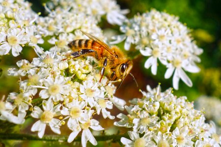 Feeding nectar honey photo