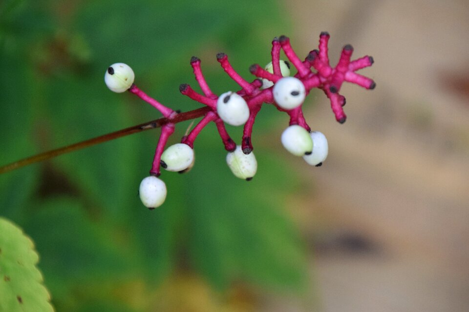 Nature plant flora