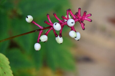 Nature plant flora photo