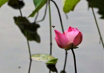 Nature spring flower garden