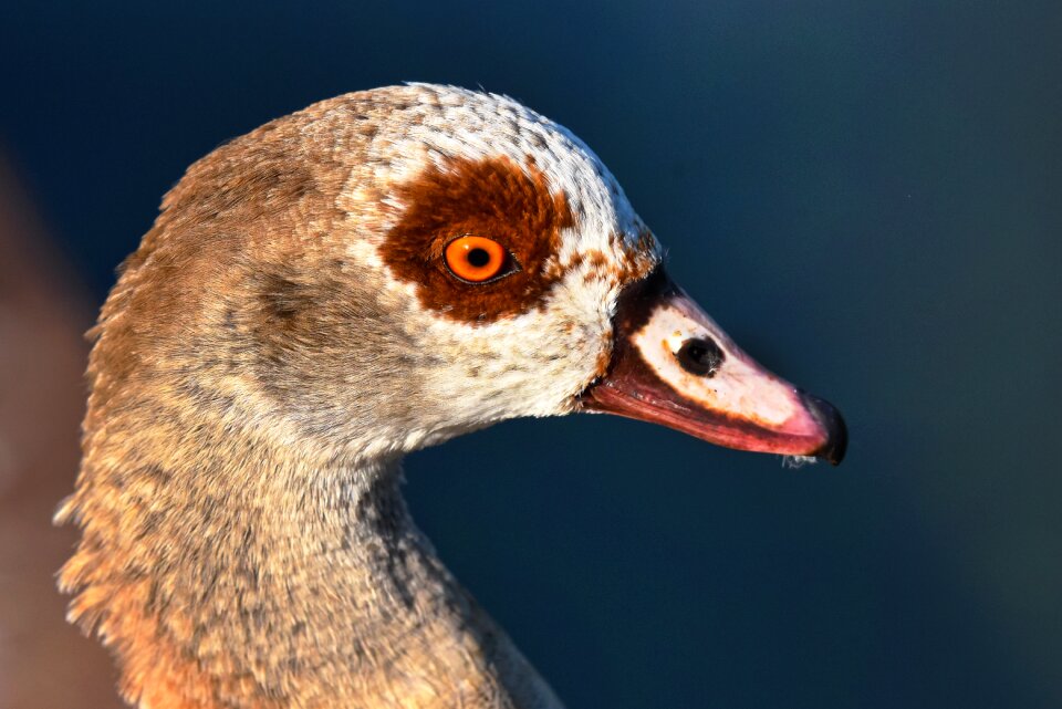 Waterbird animal wildlife