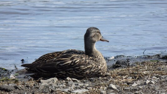 Animal waterside outdoor photo