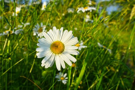 Plant blooming wild flower