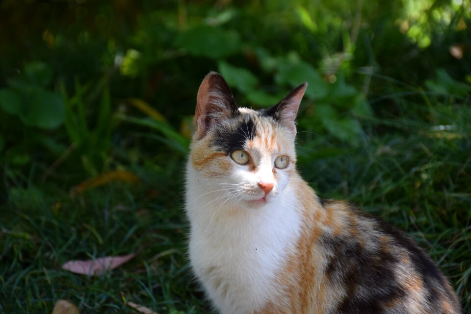Cat animal nature