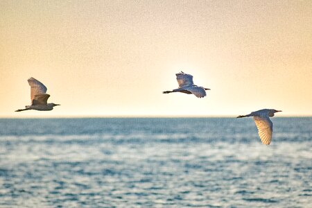 Animal wing flight photo