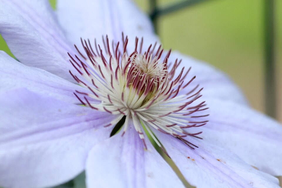 Summer bright macro