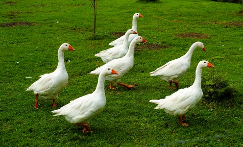 Silesian country geese nature animals