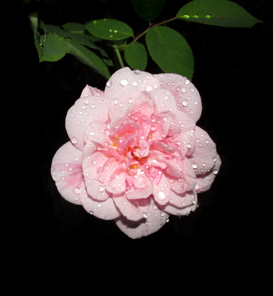 Rose plant garden