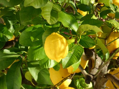 Citrus leaves green fruits photo