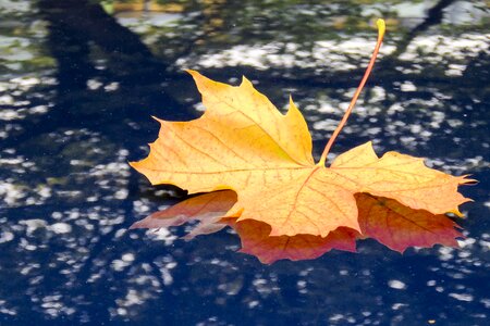 Autumn nature car hood