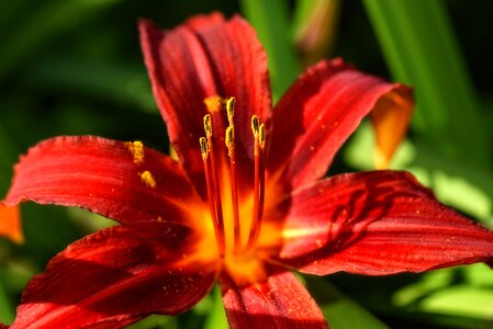 Red lily lilium pistils photo