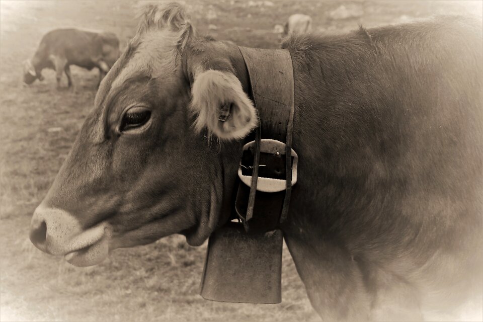 Figure switzerland cattle