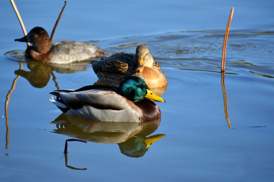 Bird wild birds waterfowl