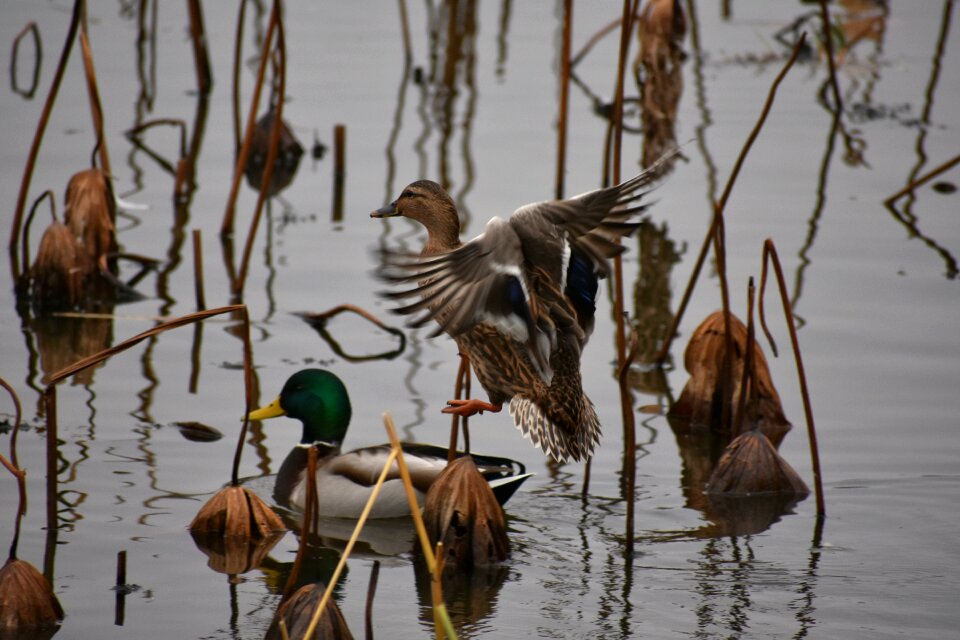Bird wild birds waterfowl