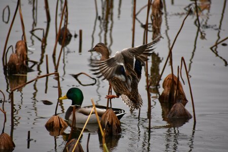 Bird wild birds waterfowl photo