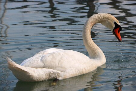 Lake white bird reflection
