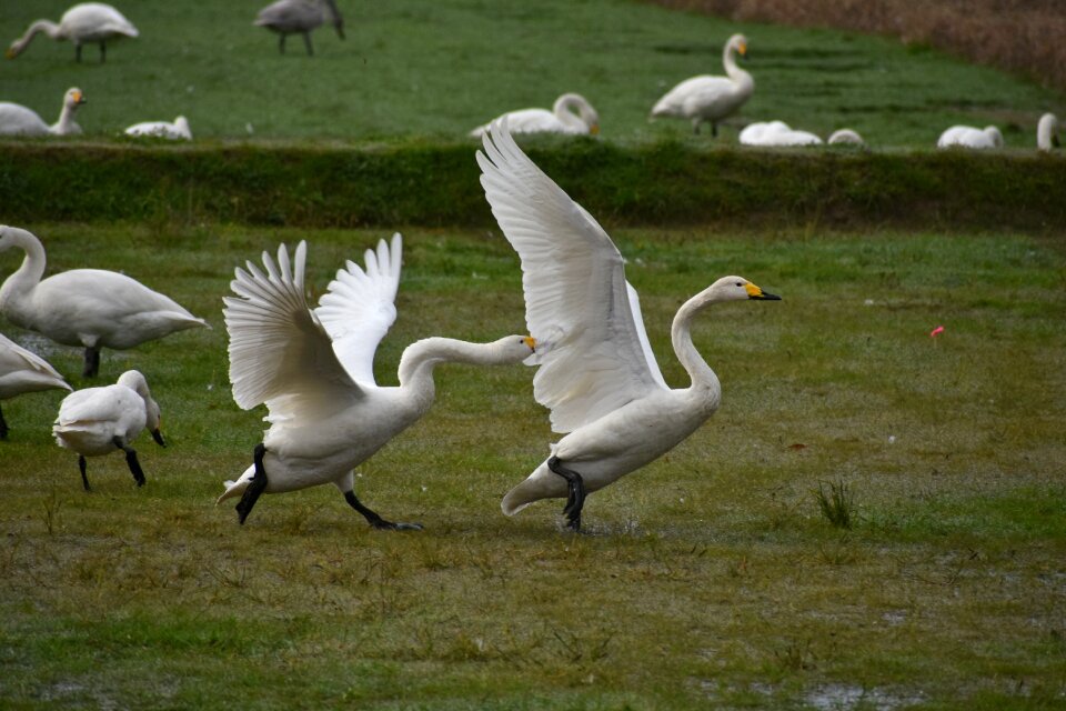 The feeding areas bird wild birds