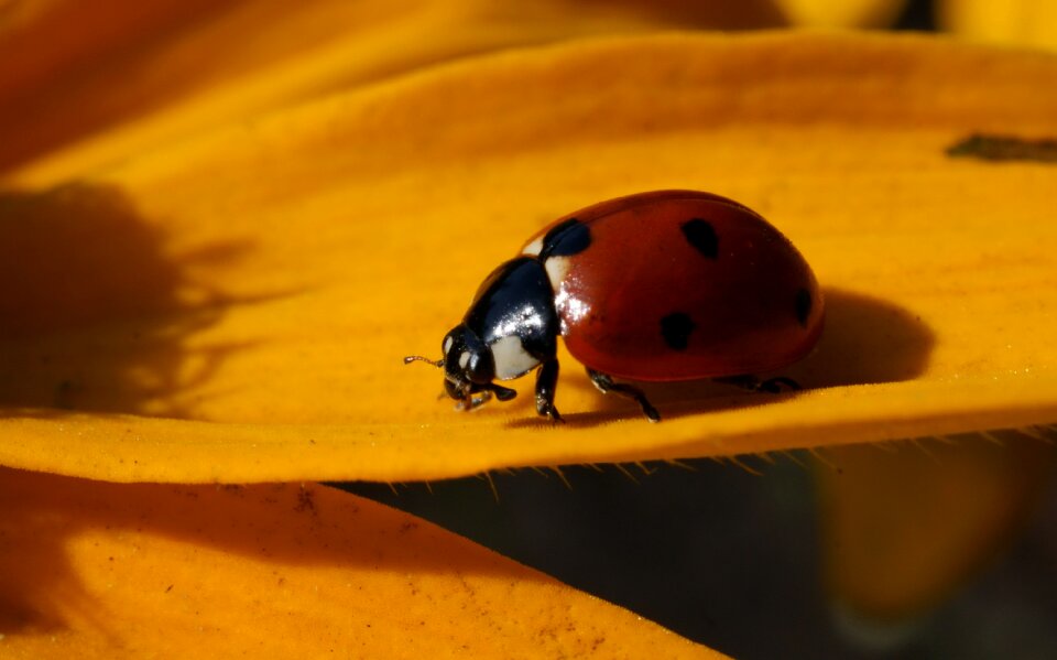 Flowers macro insect