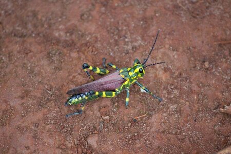Bug insect cricket