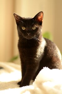 Cute catlike animal